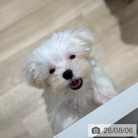 千葉県のマルチーズ (ペットプラス 木更津店/2026年5月15日生まれ/男の子/ホワイト)の子犬の4枚目の画像