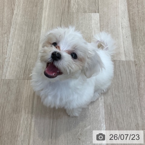 長野県のマルチーズ (ペットプラス 上田店/2026年5月15日生まれ/男の子/ホワイト)の子犬の3枚目の画像