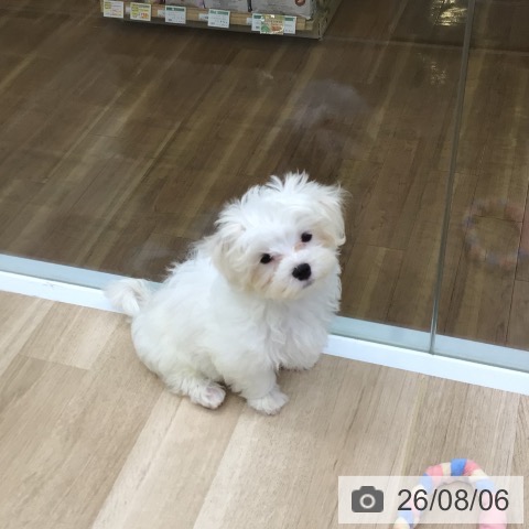 山形県のマルチーズ (ペットプラス 天童店/2026年5月15日生まれ/男の子/ホワイト)の子犬の4枚目の画像