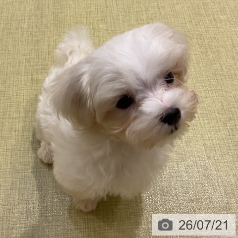 山形県のマルチーズ (ペットプラス 天童店/2026年5月15日生まれ/男の子/ホワイト)の子犬の3枚目の画像