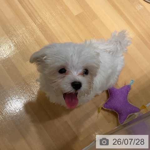 埼玉県のマルチーズ (ペットプラス 与野店/2026年5月15日生まれ/男の子/ホワイト)の子犬の4枚目の画像