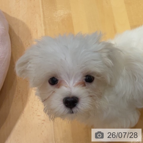 埼玉県のマルチーズ (ペットプラス 与野店/2026年5月15日生まれ/男の子/ホワイト)の子犬の3枚目の画像