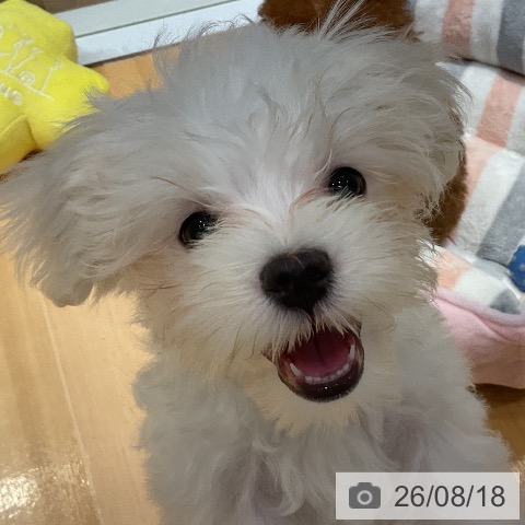 埼玉県のマルチーズ (ペットプラス 与野店/2026年5月15日生まれ/男の子/ホワイト)の子犬の4枚目の画像