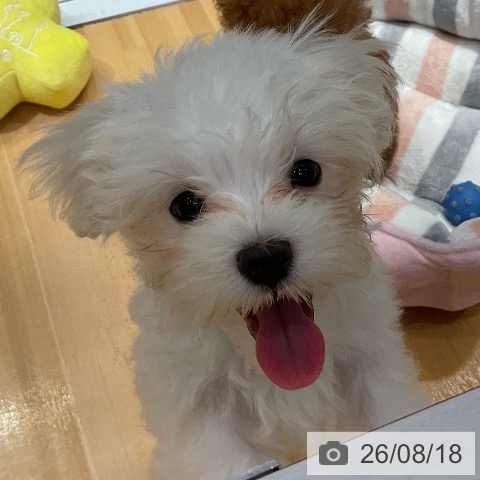 埼玉県のマルチーズ (ペットプラス 与野店/2026年5月15日生まれ/男の子/ホワイト)の子犬の3枚目の画像
