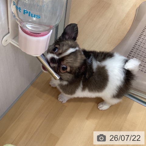 チワワの写真