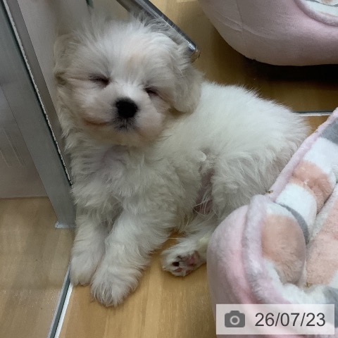 長野県のマルチーズ (ペットプラス 松本店/2026年5月20日生まれ/男の子/ホワイト)の子犬の3枚目の画像