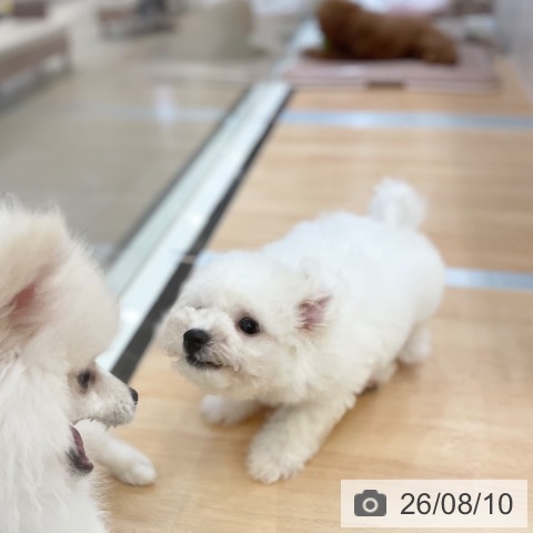 ビション・フリーゼの写真