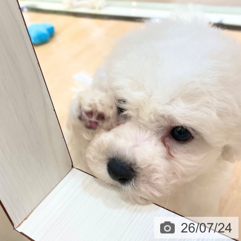 新潟県のビションフリーゼ (ペットプラス 新潟青山店/2026年5月19日生まれ/男の子/ホワイト)の子犬の4枚目の画像