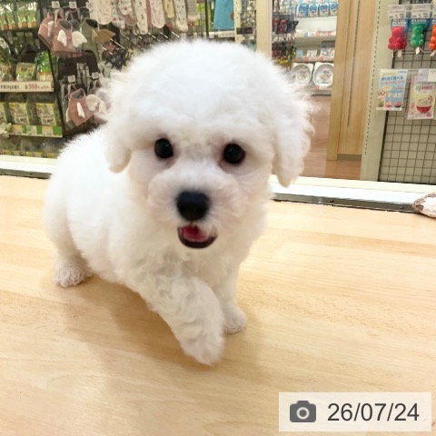 新潟県のビションフリーゼ (ペットプラス 新潟青山店/2026年5月19日生まれ/男の子/ホワイト)の子犬の3枚目の画像