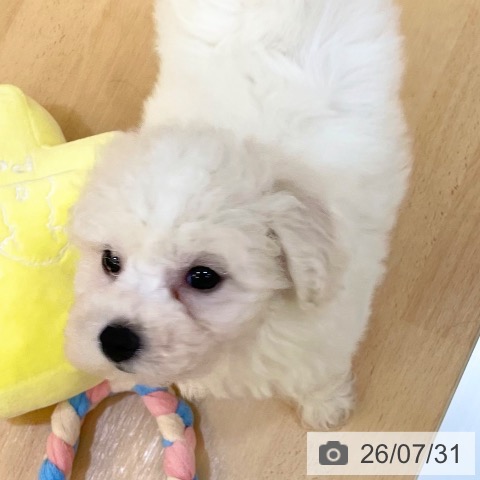 新潟県のビションフリーゼ (ペットプラス 新潟青山店/2026年5月19日生まれ/男の子/ホワイト)の子犬の4枚目の画像
