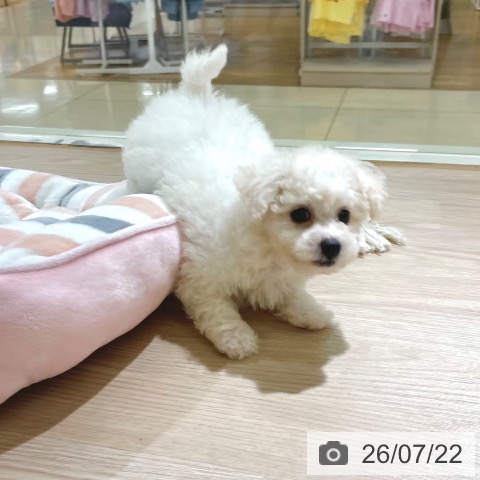 東京都のビションフリーゼ (ペットプラス 板橋店/2026年5月19日生まれ/女の子/ホワイト)の子犬の4枚目の画像