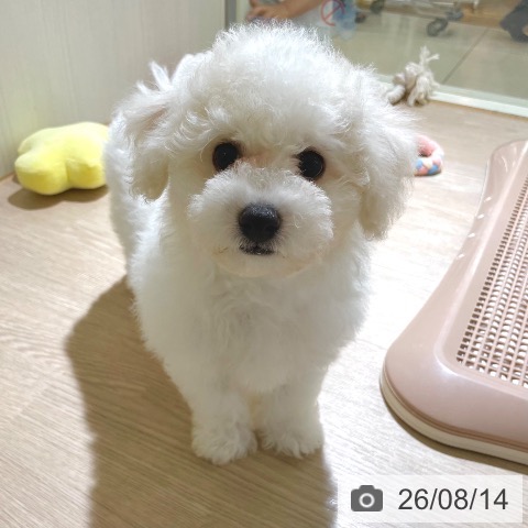 東京都のビションフリーゼ (ペットプラス 板橋店/2026年5月19日生まれ/女の子/ホワイト)の子犬の4枚目の画像