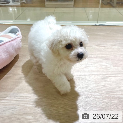東京都のビションフリーゼ (ペットプラス 板橋店/2026年5月19日生まれ/女の子/ホワイト)の子犬の3枚目の画像