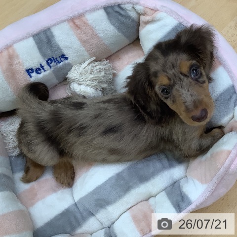 ミニチュア・ダックスフンドの写真