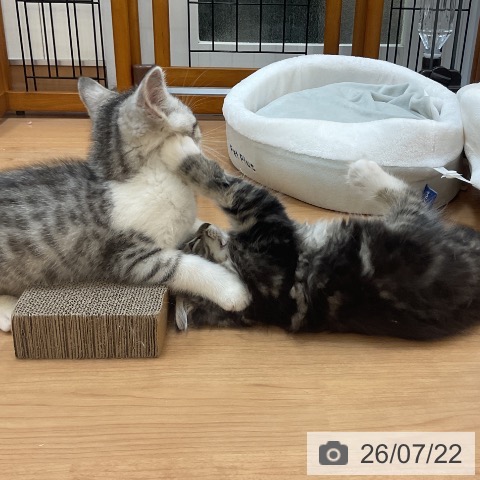 サイベリアンの写真