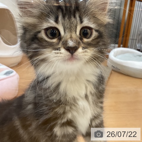 サイベリアンの写真