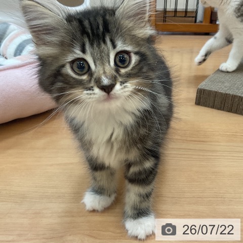 サイベリアンの写真