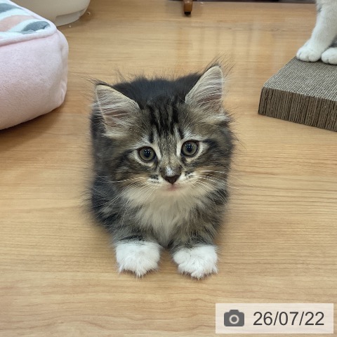 サイベリアンの写真