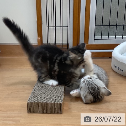 サイベリアンの写真