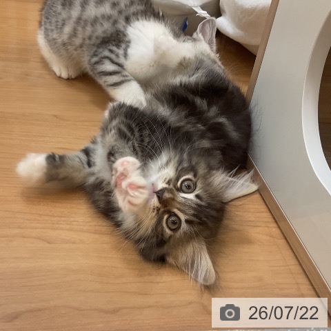 サイベリアンの写真