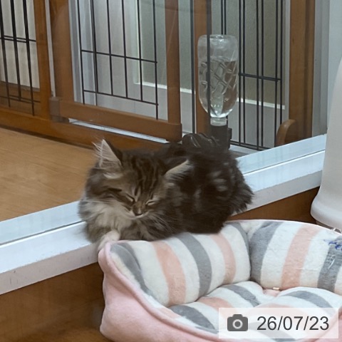 サイベリアンの写真