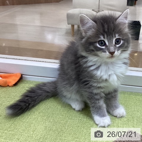サイベリアンの写真