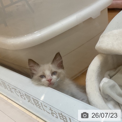 ラグドールの写真