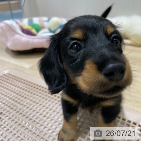 長野県のミニチュアダックスフンド(ロング) (ペットプラス 須坂店/2026年5月18日生まれ/男の子/ブラックタン)の子犬の4枚目の画像