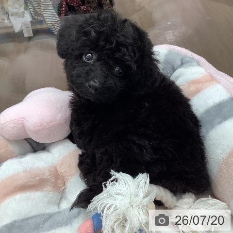 埼玉県のトイプードル(トイ) (ペットプラス 川口店/2026年5月13日生まれ/男の子/ブラック)の子犬の3枚目の画像