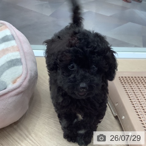 埼玉県のトイプードル(トイ) (ペットプラス 川口店/2026年5月13日生まれ/男の子/ブラック)の子犬の3枚目の画像