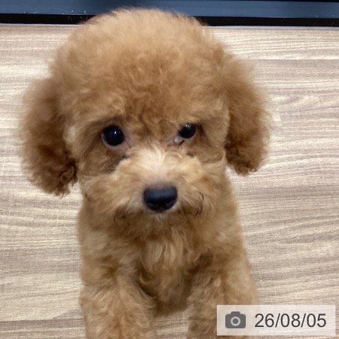 茨城県のトイプードル(トイ) (ペッツワン つくば店/2026年5月14日生まれ/男の子/アプリコット)の子犬の4枚目の画像