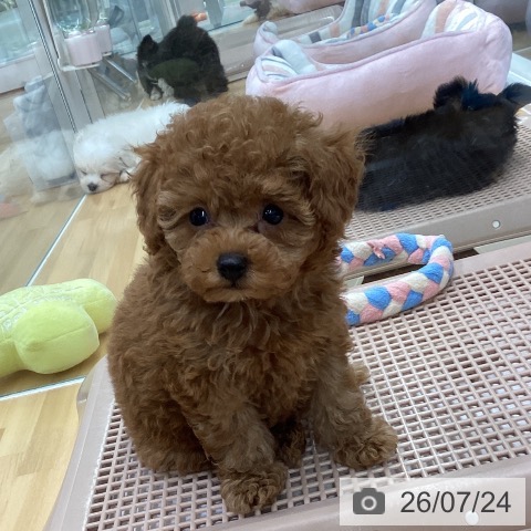 長野県のトイプードル(トイ) (ペットプラス 松本店/2026年5月20日生まれ/女の子/レッド)の子犬の3枚目の画像