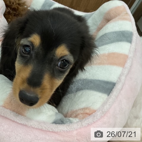 ミニチュア・ダックスフンドの写真