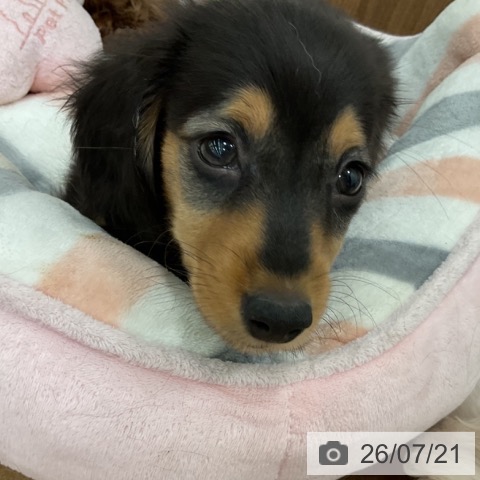 ミニチュア・ダックスフンドの写真