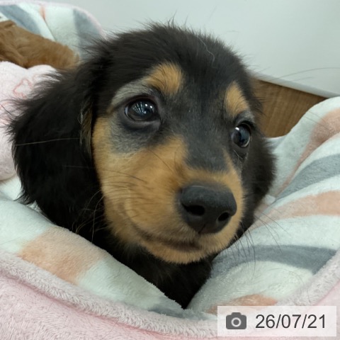 ミニチュア・ダックスフンドの写真