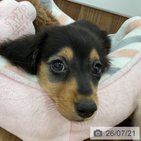 ミニチュア・ダックスフンドの写真