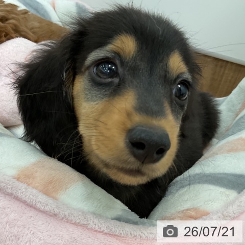 ミニチュア・ダックスフンドの写真