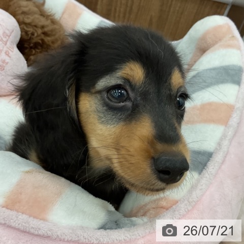 ミニチュア・ダックスフンドの写真