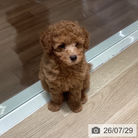 埼玉県のトイプードル(トイ) (ペットプラス イオンモール春日部店/2026年5月19日生まれ/男の子/レッド)の子犬の4枚目の画像