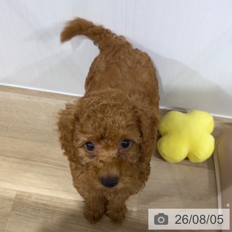 長野県のトイプードル(トイ) (ペットプラス 長野店/2026年5月21日生まれ/男の子/レッド)の子犬の4枚目の画像