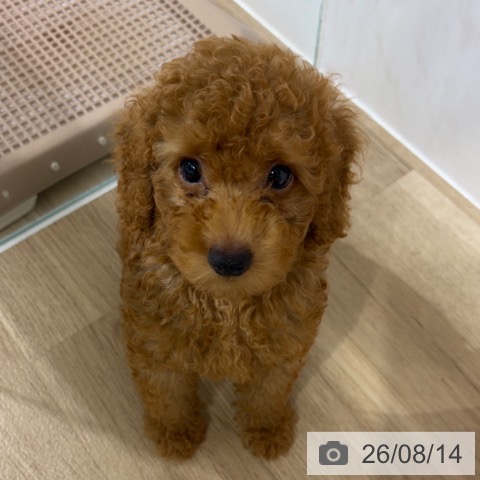 長野県のトイプードル(トイ) (ペットプラス 長野店/2026年5月21日生まれ/男の子/レッド)の子犬の4枚目の画像