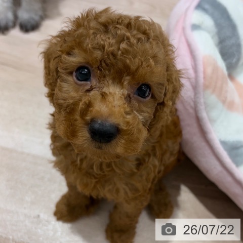 長野県のトイプードル(トイ) (ペットプラス 長野店/2026年5月21日生まれ/男の子/レッド)の子犬の3枚目の画像