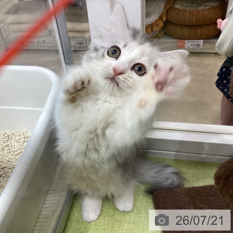 埼玉県のミヌエット (ペットプラス 羽生店/2026年5月3日生まれ/女の子/ダイリュートキャリコ)の子猫の3枚目の画像