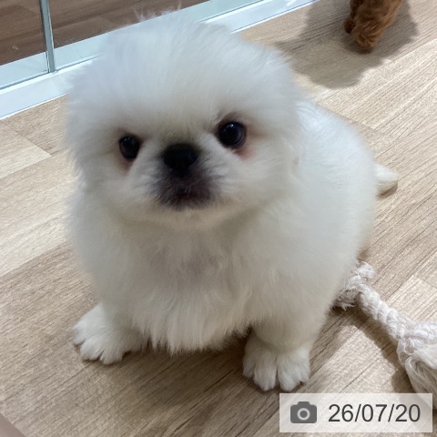 ペキニーズの写真