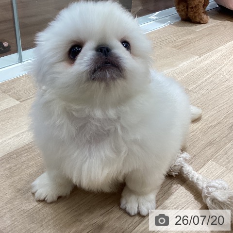 ペキニーズの写真