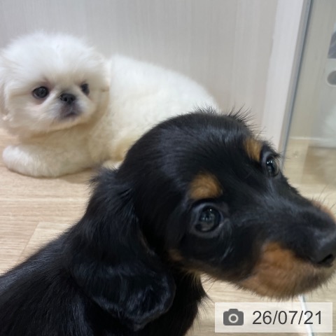 ペキニーズの写真