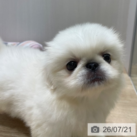 ペキニーズの写真