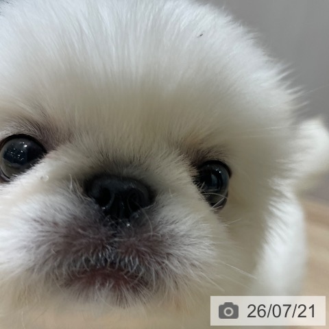 ペキニーズの写真