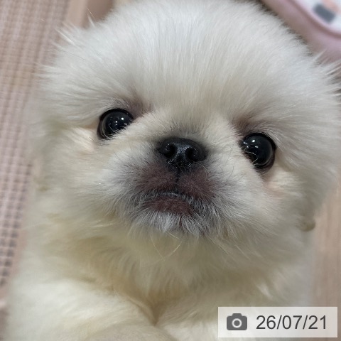 ペキニーズの写真