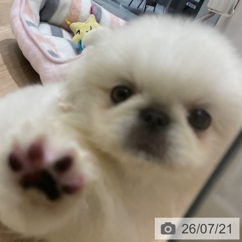 ペキニーズの写真